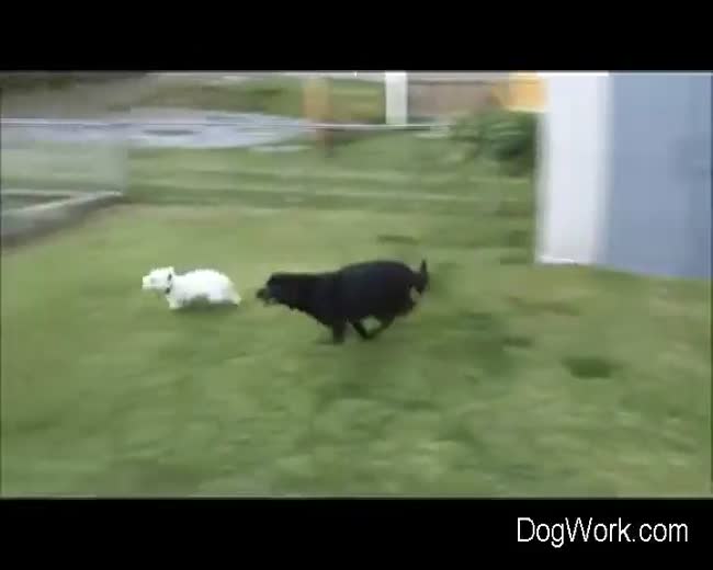 A doggie David and Goliath story